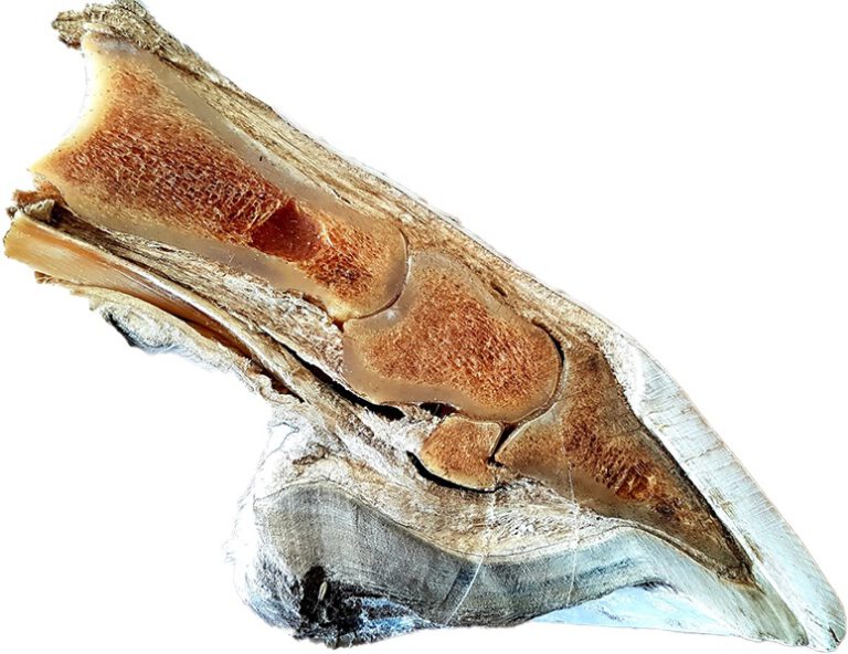 Anatomie en fysiologie hoef